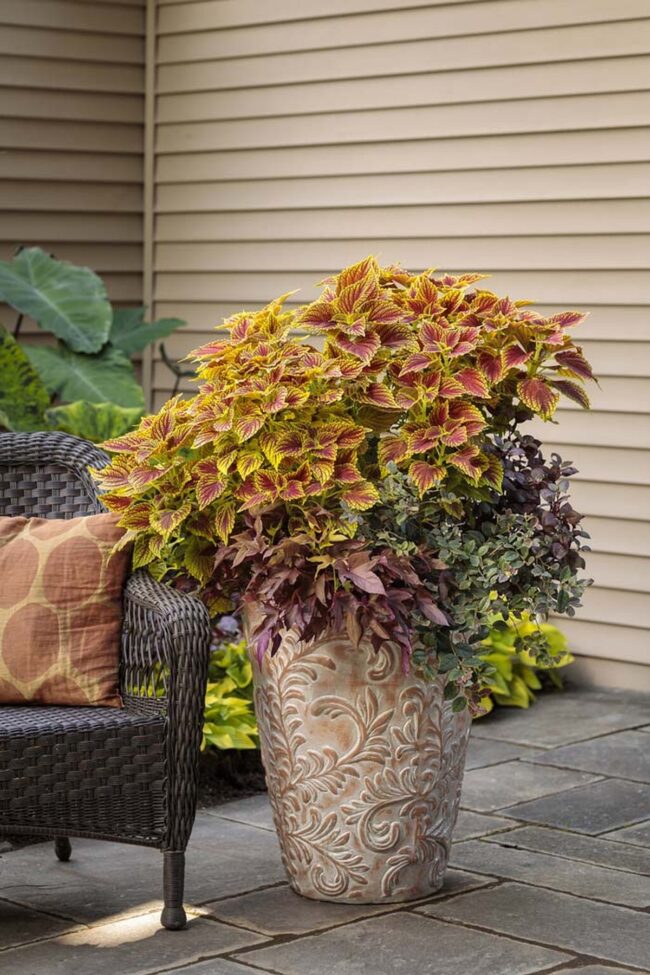 Crimson Coleus Borders Sunshine Yellow