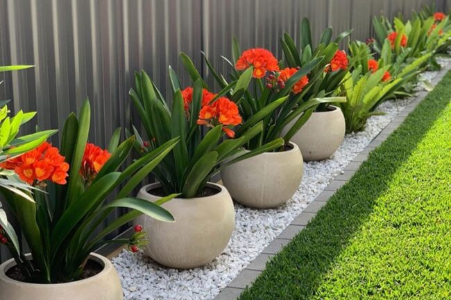 Orange Clivia Blooms amid Gravel Haven