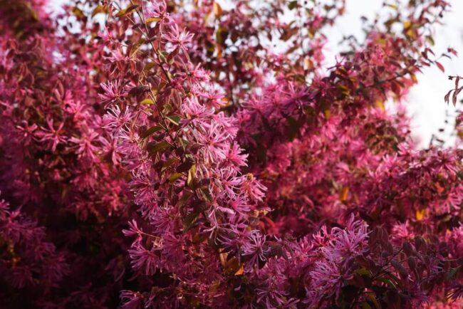 Loropetalum chinense var rubrum Zhuzhuo Fuchsia (Chinese Fringe Tree)