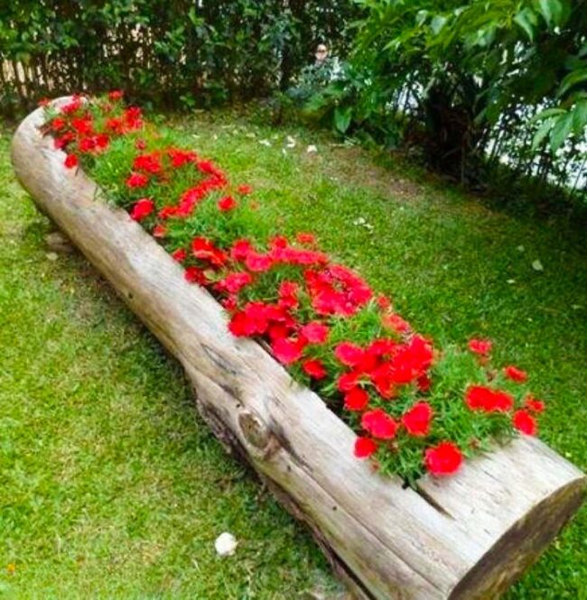Red Blooms Nestled in Weathered Log