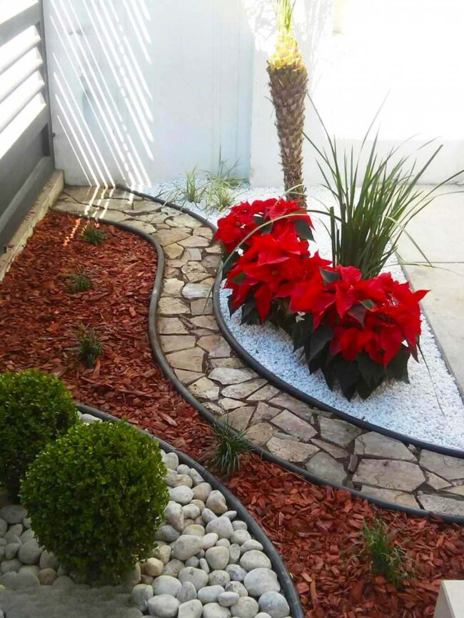Crimson Poinsettias Dance Among Stones