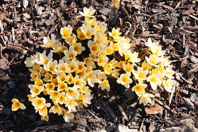 Snow Crocus (Crocus Chrysanthus Advance)