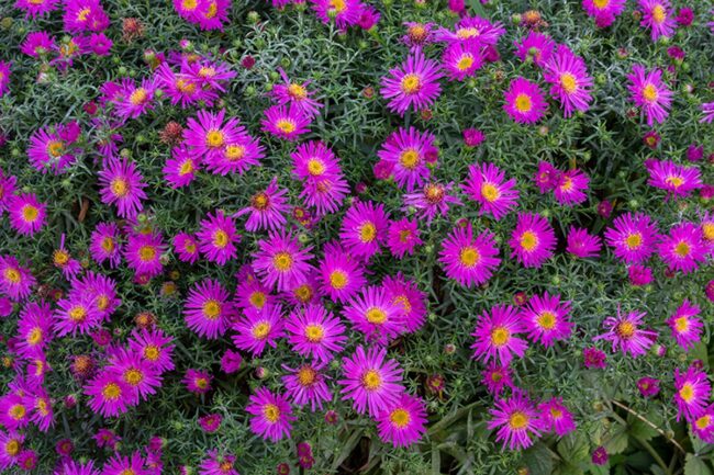 Italian Aster (Aster Amellus Veilchenkonigin Violet Queen)