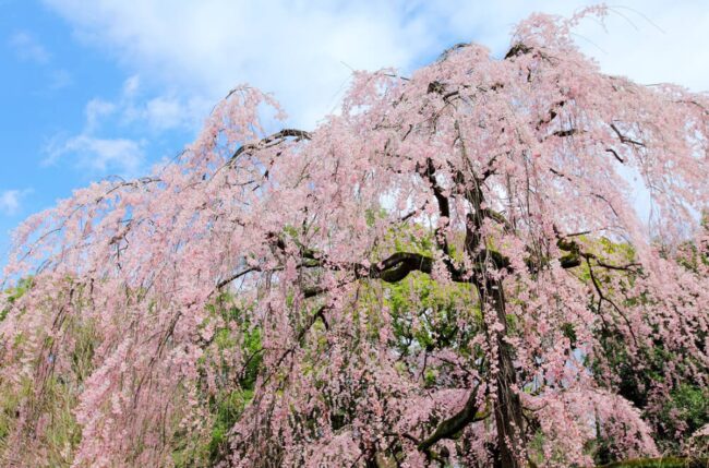 Prunus pendula Pendula Rosea (Weeping Cherry Tree)