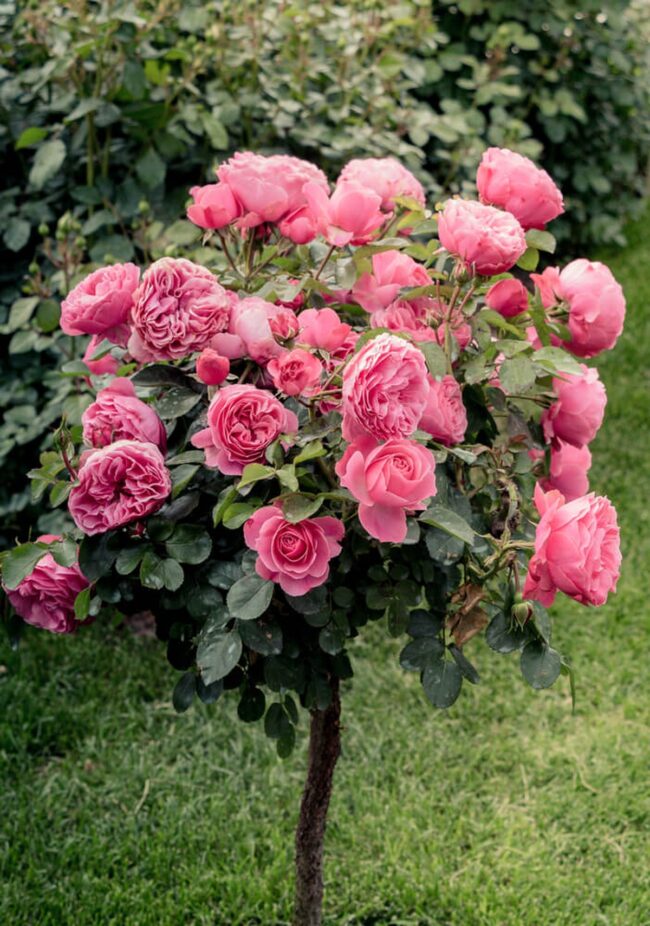 Rosa Radcon (Rose Tree)