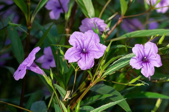 Desert Petunia (Ruellia Simplex Purple Showers)
