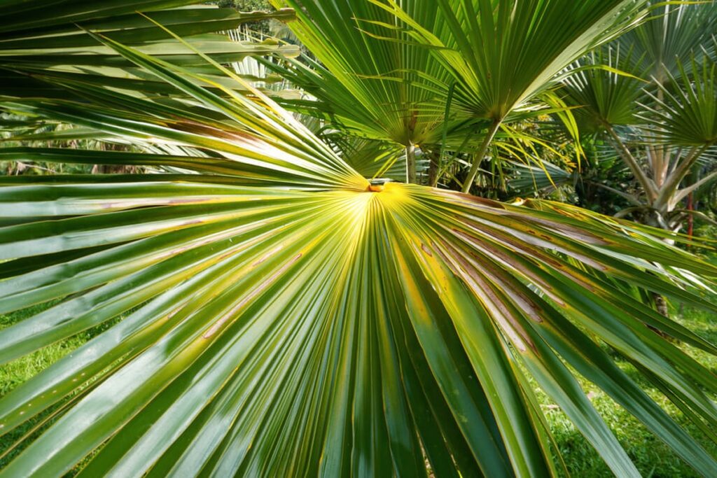 40 Palm Tree Types That Sway with Style - Archeworks