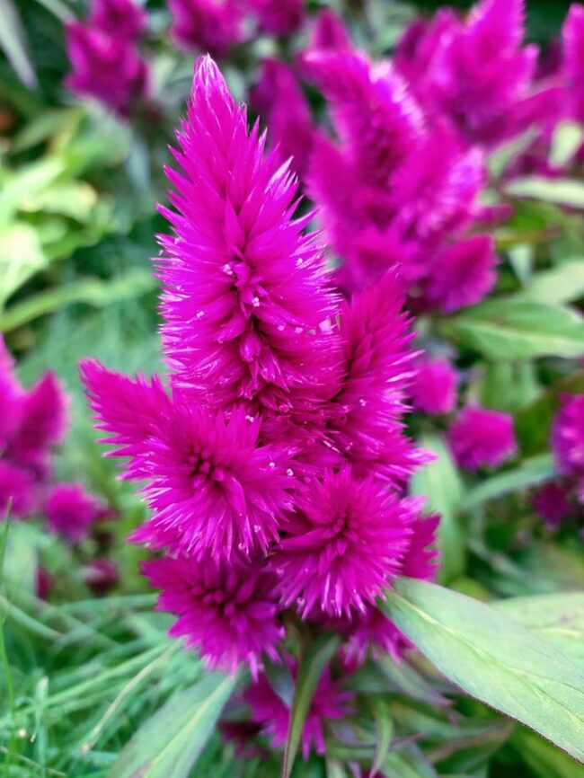 Purple Spikes Dancing Through Autumn
