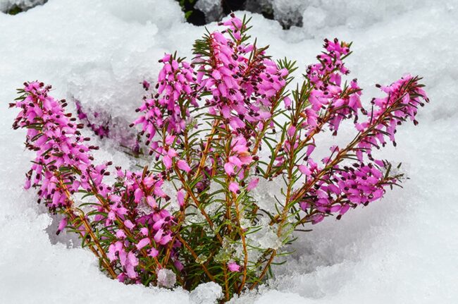 Winter Heath (Erica Carnea Springwood Pink)