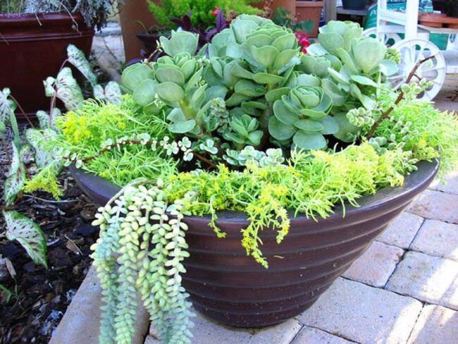 Green Stonecrop Cascading Hardy Succulent