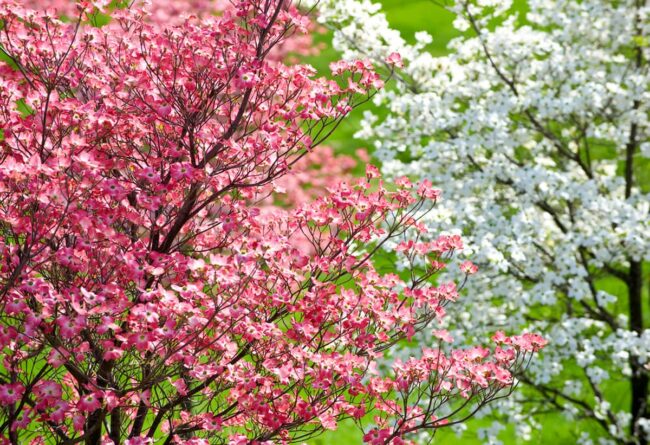 Cornus florida Rubra (Pink Flowering Dogwood)
