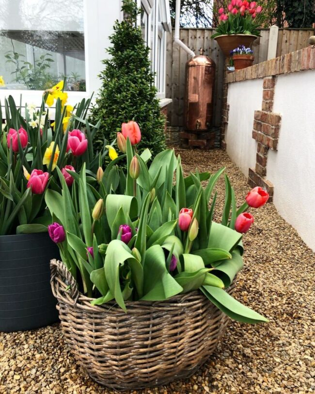 Pastel Tulips Dancing in Basket