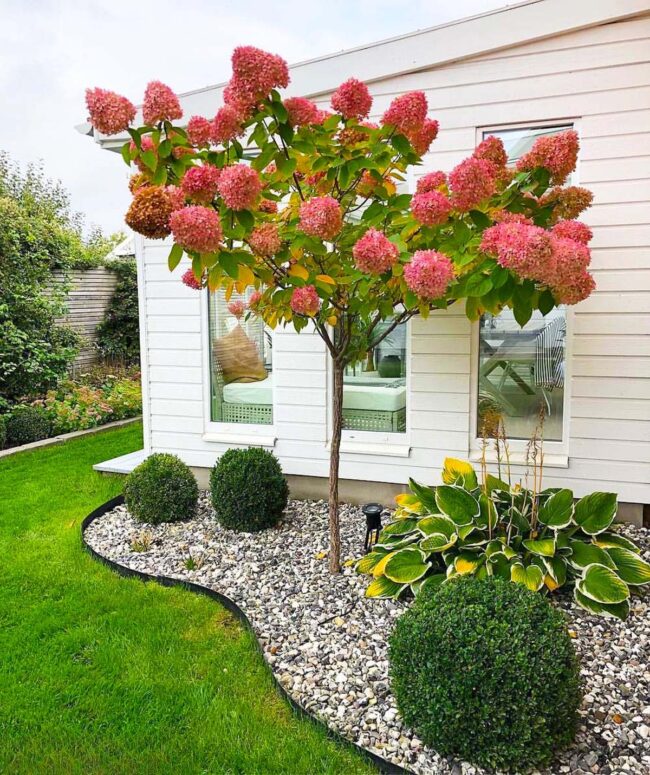 Pink Blossoms Illuminate Suburban Sanctuary