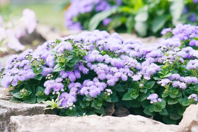 Floss Flower (Ageratum Houstonianum Blue Horizon)