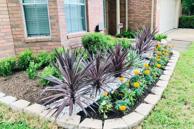 Dracaena Drama Green Landscape Remix