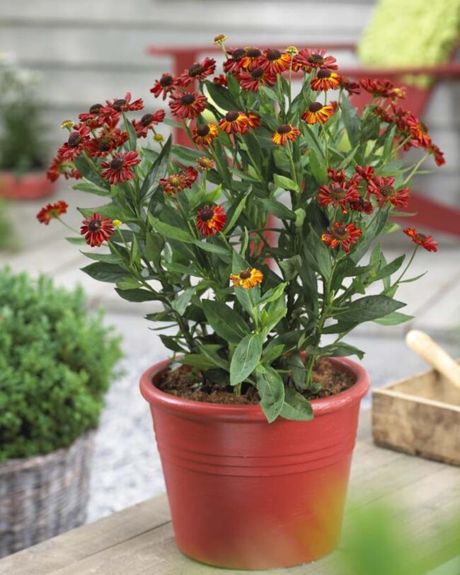 Fiery Autumn Sneezeweeds Burst Color