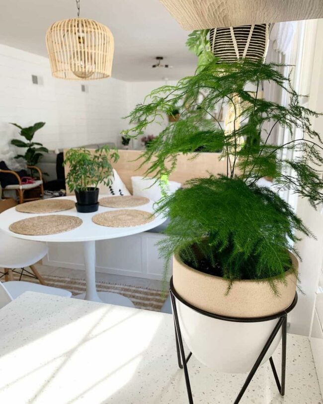 Organic White Curves Embrace Dining