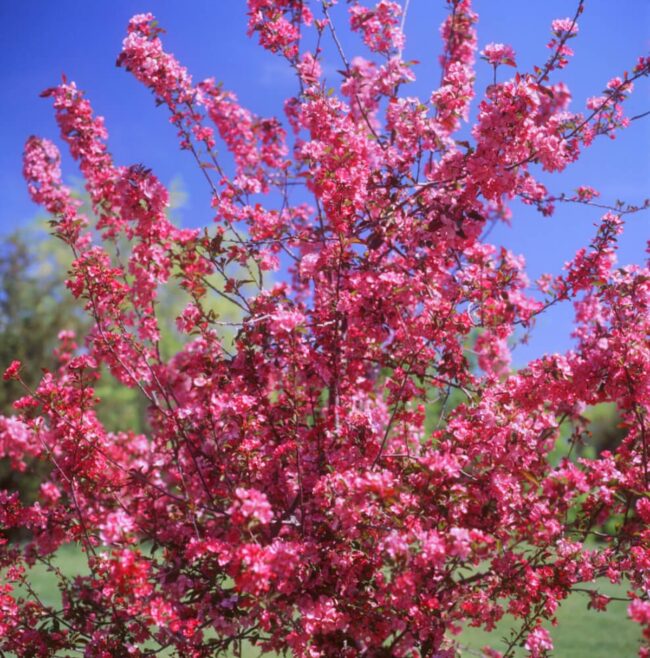 Malus Pink Spires (Pink Spires Crabapple)