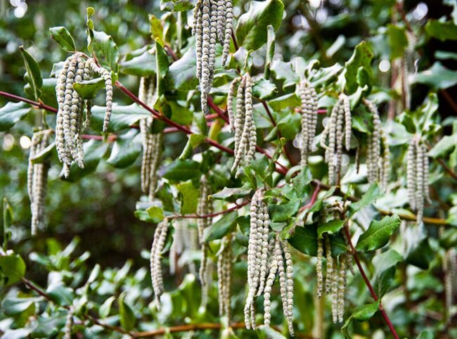 Tassel Bush (Garrya Issaquahensis)