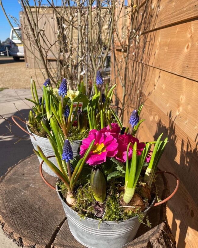 Colorful Spring Bulbs in Brilliant Containers