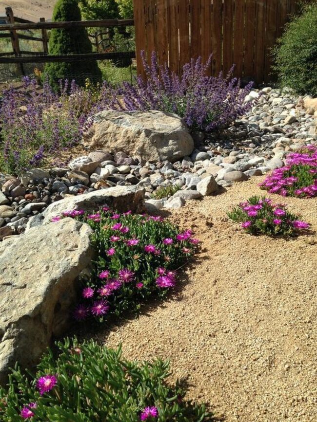 Stone Garden Wild Color Symphony