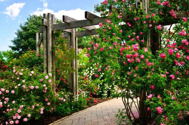 Wooden Arc Roses Embrace Garden