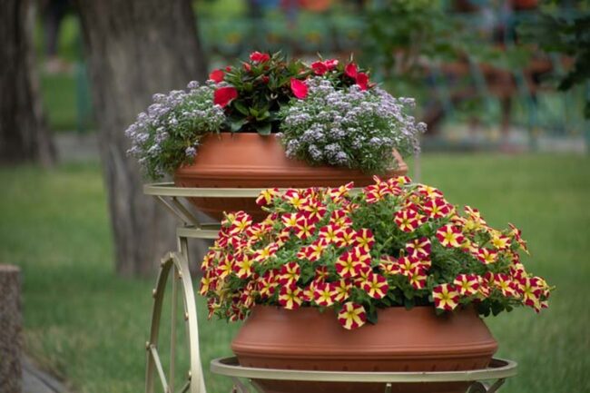 Purple Petunias Dancing Through Autumn