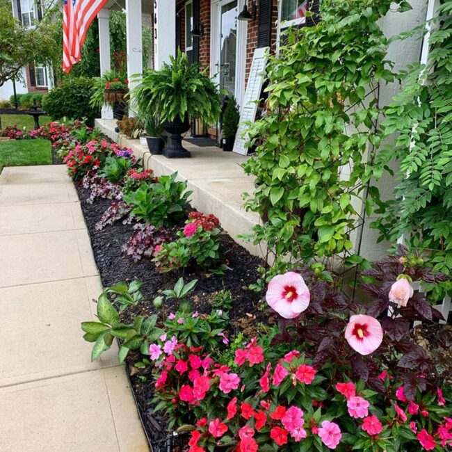 Pink Blooms Soften Colonial Brick
