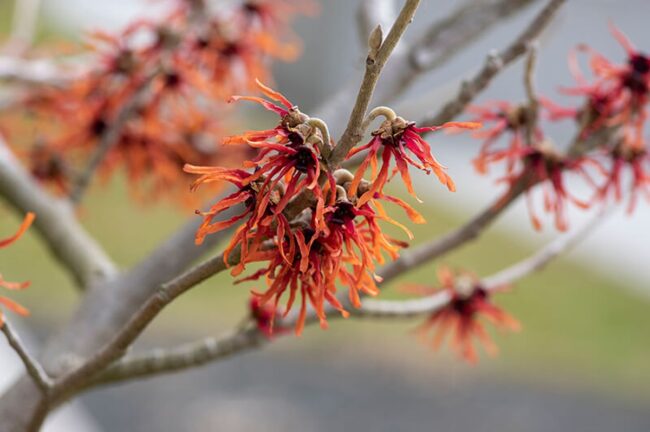 Ozark Witch Hazel (Hamamelis Vernalis Christmas Cheer)