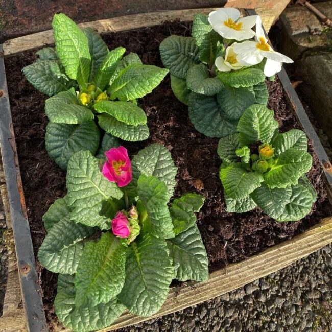 Primrose Burst: Yellow Spring Awakening