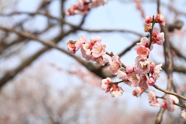 Japanese Apricot (Prunus Mume Fenghou)