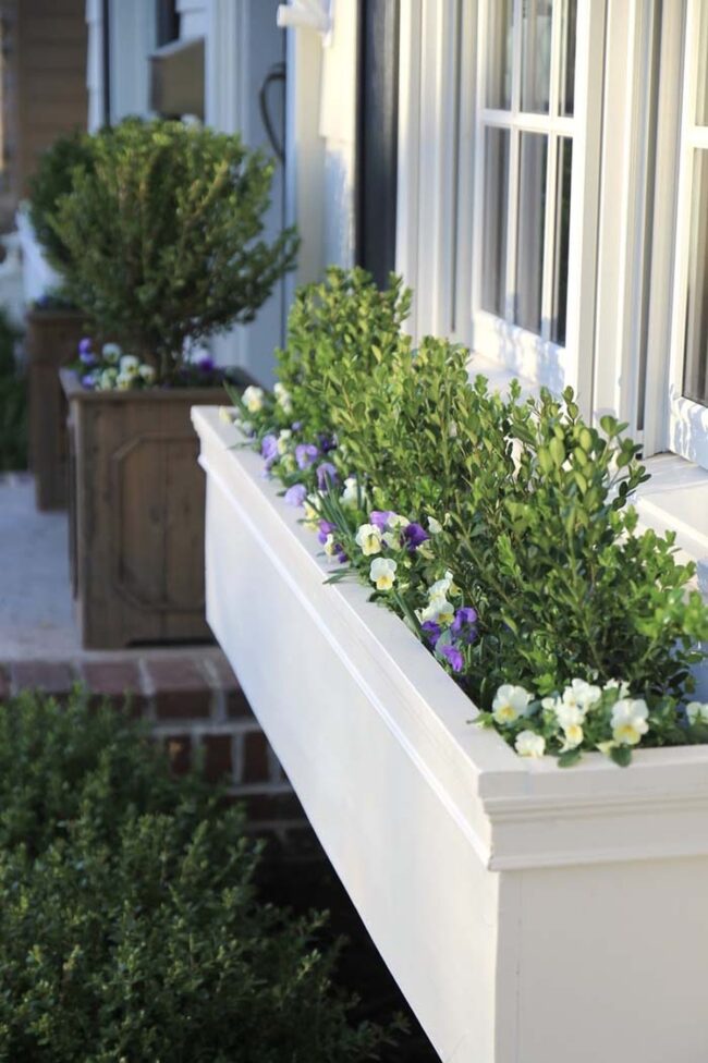 Green Cedar Boxes Bloom Bright