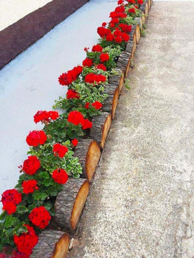 Red Geraniums Punctuate Concrete Pathway