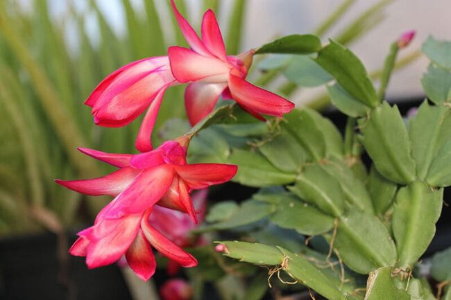 Christmas Cactus (Schlumbergera Buckleyi)