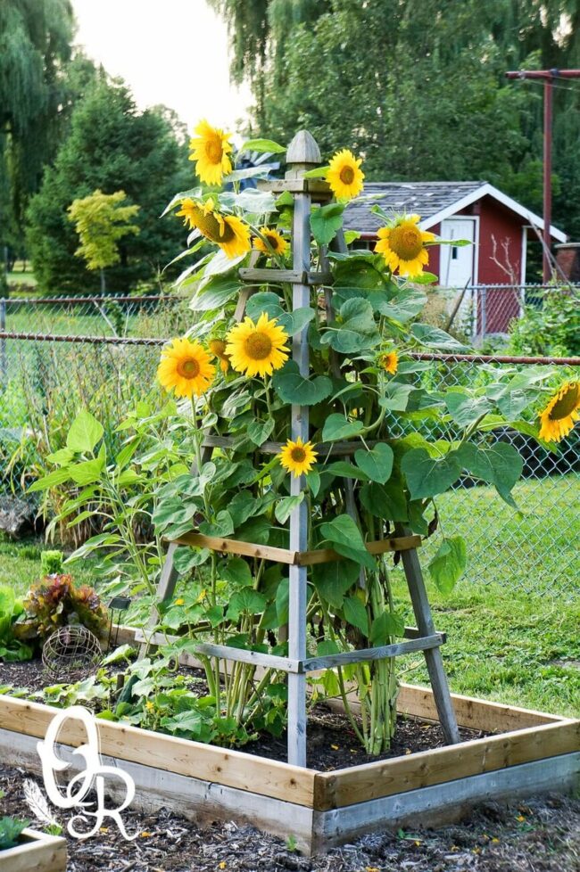 Sunflower Pyramid: Rustic Garden Drama