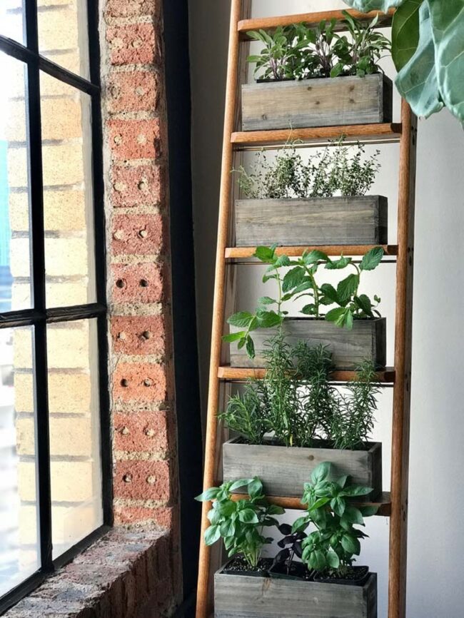 Green Ladder Garden Kitchen Magic