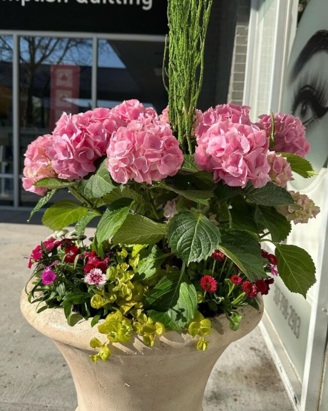 Pink Hydrangea Garden Burst