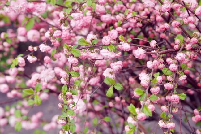Prunus triloba Multiplex (Flowering Almond)