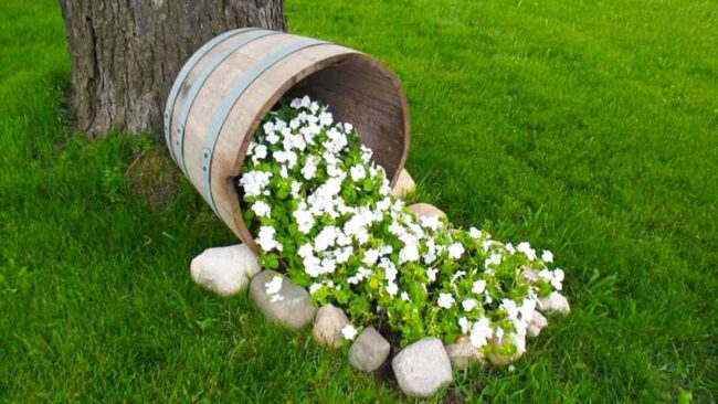 White Petunias Cascading Through Barrel