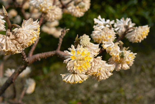 Paperbush (Edgeworthia Chrysantha Snow Cream)