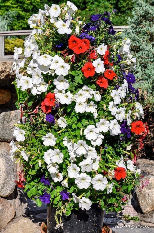 Vertical Garden Floral Symphony Grid