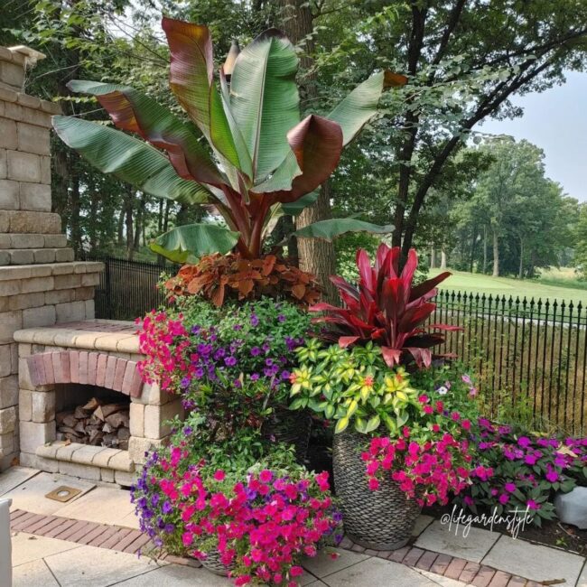 Red Banana Dominates Tropical Garden Scene