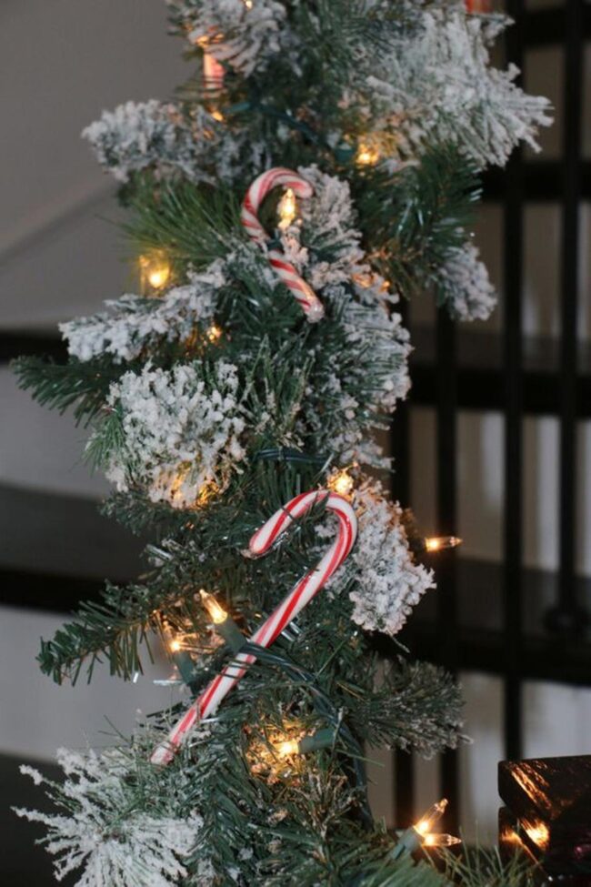 Winter Pine Luminescence