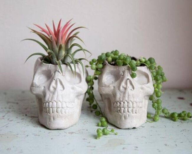 Skull Plant Rebellious Containers