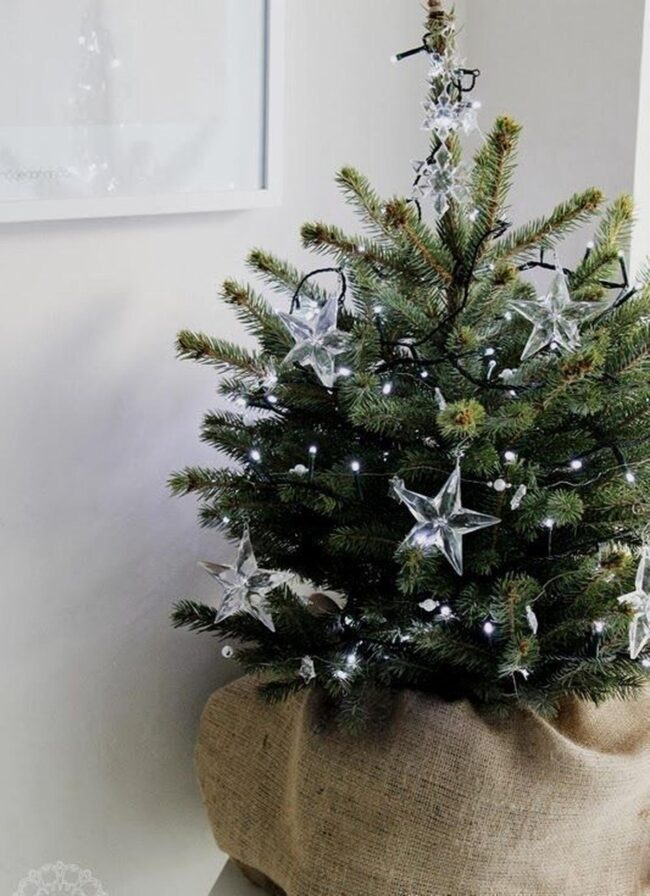 White Moonlight Christmas