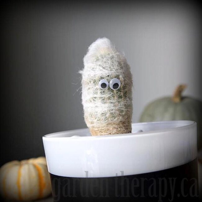 Fuzzy Googly Cactus Friends