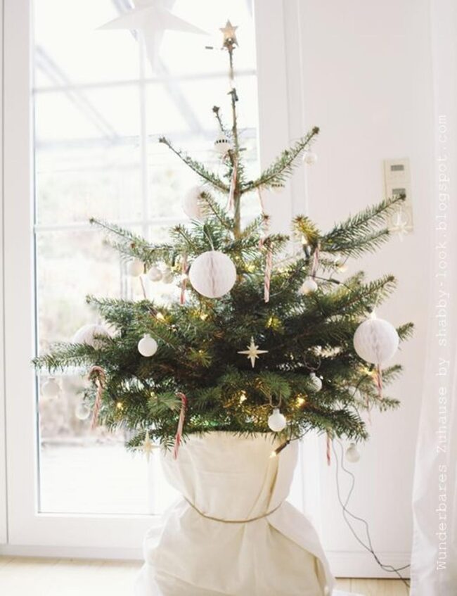 White Pine Festive Dream