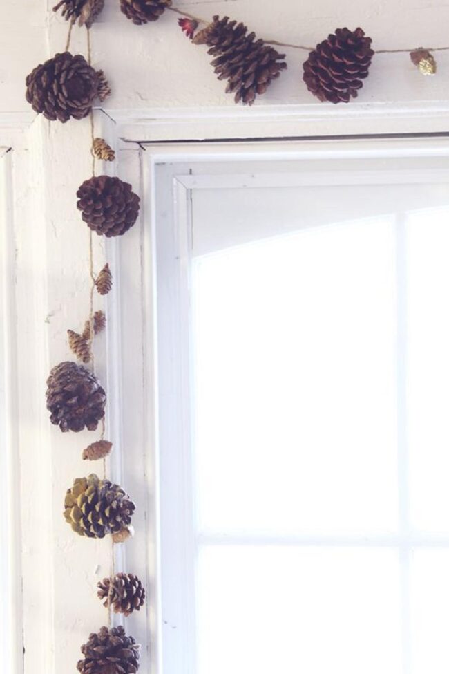 Pine Cones Framing Light