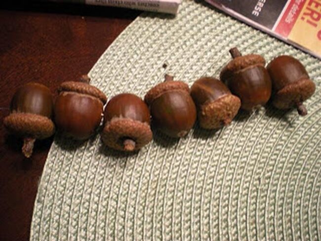 Woodland Acorns Whisper