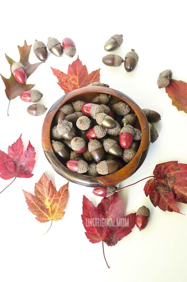 Autumn Acorn Palette